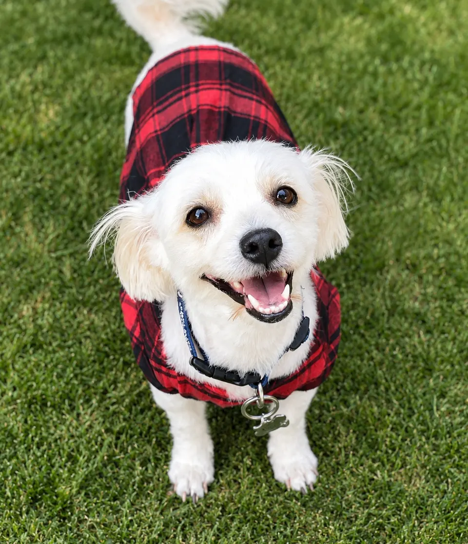 Happy dog wearing a PetTag Pro tag